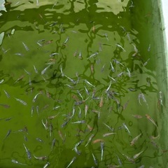 今年生まれた ミックスめだか ⑭ 20匹の画像
