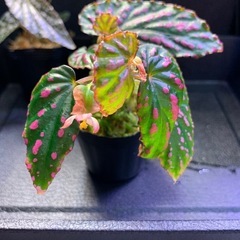 ベゴニア　「ジメジメ系」植物セット
　の画像