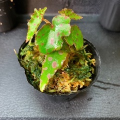 ベゴニア　「ジメジメ系」植物セット
　の画像