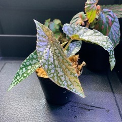 ベゴニア　「ジメジメ系」植物セット
　の画像