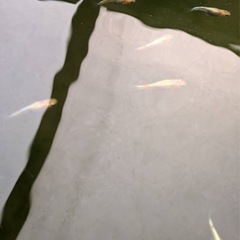 クラースメダカ15匹　2000円の画像