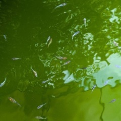 サボラメ20匹　⑮ 2000円の画像