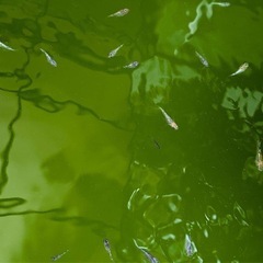 サボラメ20匹　⑮ 2000円の画像