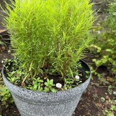 8/13写真追加！コキア　鉢植えの画像