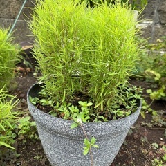 8/13写真追加！コキア　鉢植えの画像