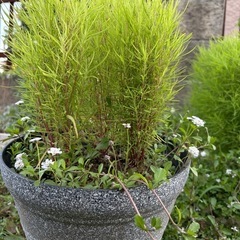 8/13写真追加！コキア　鉢植えの画像