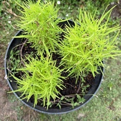 8/13写真追加！コキア　鉢植えの画像