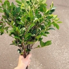 【お墓参りの時や仏壇に‼️】シブキ5本②の画像
