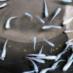 しずくメダカ若魚10匹+aの画像