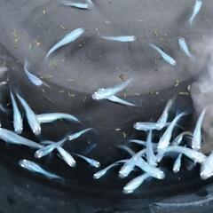しずくメダカ若魚10匹+aの画像