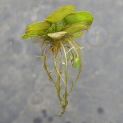 【期間限定】　水草　アマゾンフロッグピット  浮草　メダカ 　ミニ産卵床の画像