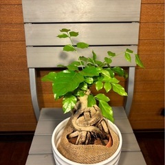 ヘテロパナックス①お取引中の画像
