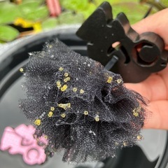 カワイイ🥰メダカの産卵床の画像