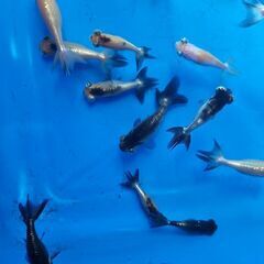 頂天眼①🐟の画像