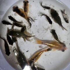 頂天眼①🐟の画像