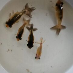 頂天眼①🐟の画像