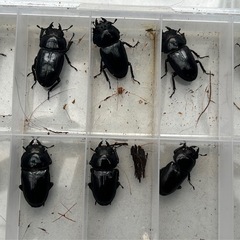 2025年　オオクワガタ　新成虫　♂♀1ペア　残り5セットの画像