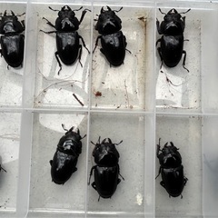 2025年　オオクワガタ　新成虫　♂♀1ペア　残り5セットの画像