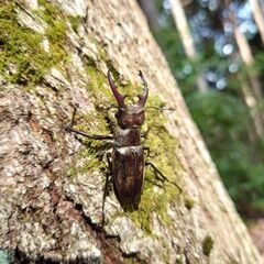 ミヤマクワガタ♂２匹61.5mm 51mm ♀３匹の画像