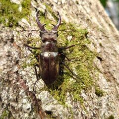 ミヤマクワガタ♂２匹61.5mm 51mm ♀３匹の画像