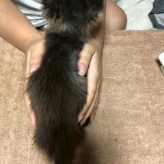 一番身体の弱い子です − 栃木県