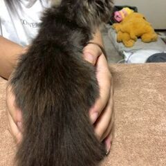 一番身体の弱い子です - 猫