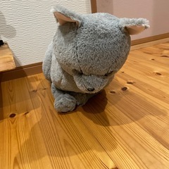 ほっこり猫　ごま助の画像