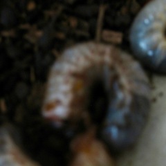 【無料】2025 カブトムシ　幼虫（35匹までどうぞ）の画像