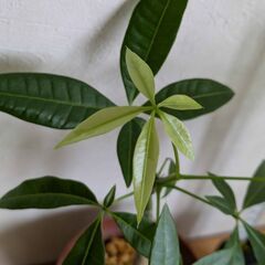 パキラ・斑入りG1-1の画像