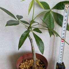 パキラ・斑入りG1-1の画像