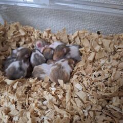 ハムスター赤ちゃんの画像