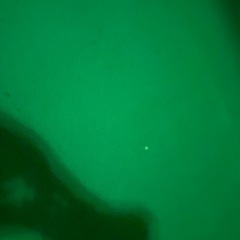 麻雀シートの画像