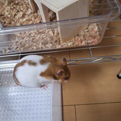 ハムスター赤ちゃんの画像