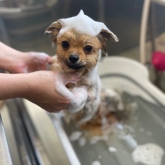 ペットホテルのお手伝いの画像