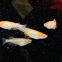 めだかの針子30匹300円の画像