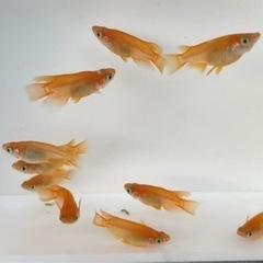 めだかの針子30匹300円の画像