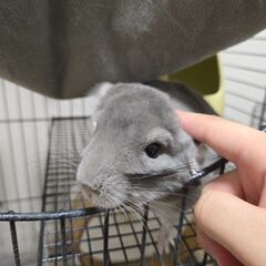チンチラ　オス　4歳