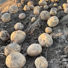 新じゃがいも北あかり　無農薬　手掘り10kg2000円　20kg 4000円お得⭐️の画像