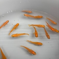 メダカ　楊貴妃　稚魚　30匹③の画像
