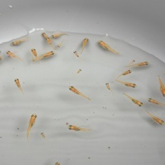 メダカ　楊貴妃　稚魚　30匹③の画像