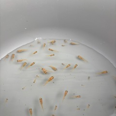 メダカ　楊貴妃　稚魚　30匹③の画像