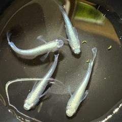 エメキン　４匹の画像