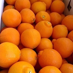 【急募】🍎 坂井商店 アルバイト・パート募集 🍊 の画像