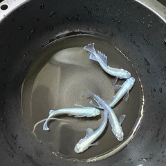 エメキン　５匹の画像