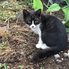 ハチワレの仔猫