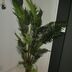 ランキングキーワードに紐づく投稿画像-観葉植物