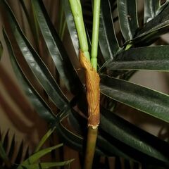 アレカヤシ フェイクグリーン 約160cm 木 観葉植物の画像