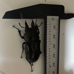 ババオウゴンオニクワガタ　♂の画像