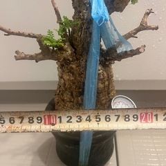 オペクルカリア　パキプス　現地球
の画像