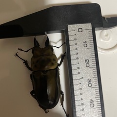 ババオウゴンオニクワガタ♂　の画像